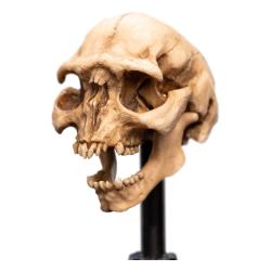 El Señor de los Anillos Estatua Skull of a Moria Orc 13 cm