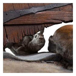 El Señor de los Anillos Estatua Radagast in Rhosgobel Limited Edition 43 cm